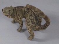 Formosan Clouded Leopard Collection Image, Figure 5, Total 29 Figures